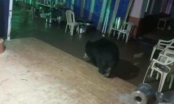 இதப் பார்றா!! கல்யாண வீட்டில் ஹாயாக காபி குடிக்கும் கரடி!!