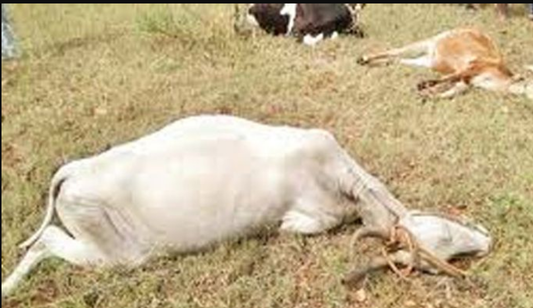 பால் டேங்கர் லாரி மோதி 7 மாடுகள் பரிதாப பலி!