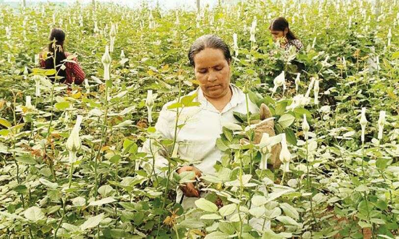 நாளை காதலர் தினம்... ரோஜா பூக்கள் அறுவடை தீவிரம்... 20 ஆண்டுகளில் இல்லாத விலை உயர்வு - ஒரு பூ ரூ.55-க்கு விற்பனை!