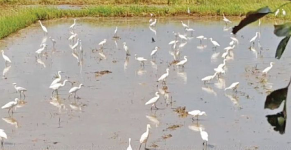 வயல்களில் இரைதேடி குவியும் பறவைகள் கூட்டம்... மதுபானக் கூடங்களில் சைட்டிஷ்க்காக வேட்டையாடப்படும் கொடூரம்!