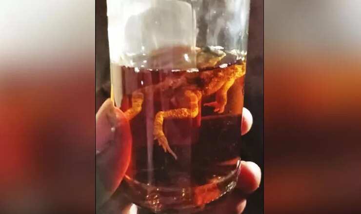 குவார்ட்டர் பாட்டிலுக்குள் மிதந்த தவளை... ‘குடி’மகன்கள் அதிர்ச்சி!