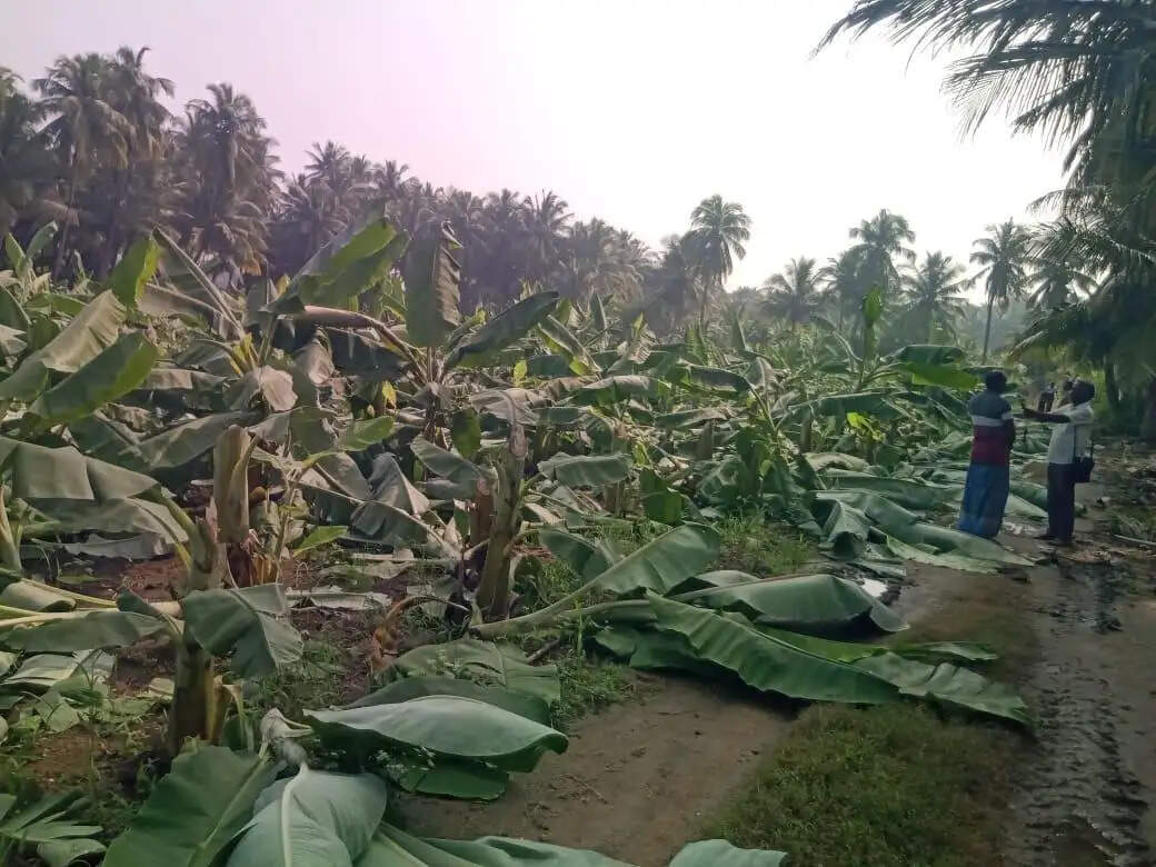 2,500 வாழை மரங்கள் வெட்டி சாய்ப்பு.. பரமத்தி வேலூரில் தொடரும் மர்ம நபர்களின் கைவரிசை..!!