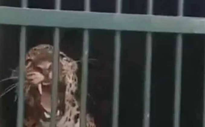 வீடியோ... திருப்பதியில் 4 வது சிறுத்தை பிடிபட்டது!!