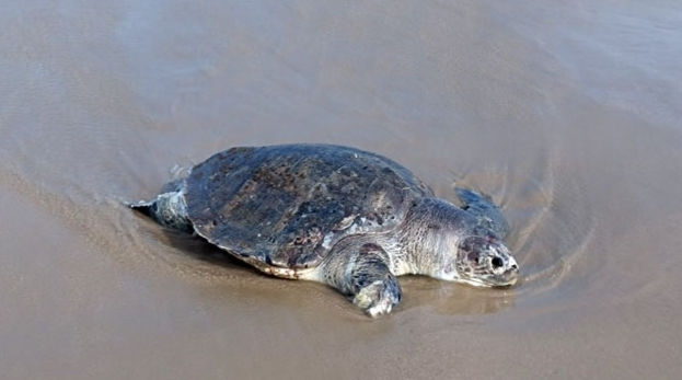 ஆலிவ் ரெட்லி ஆமை கரை ஒதுங்கியதால் பரபரப்பு... வனத்துறையினர் விசாரணை!