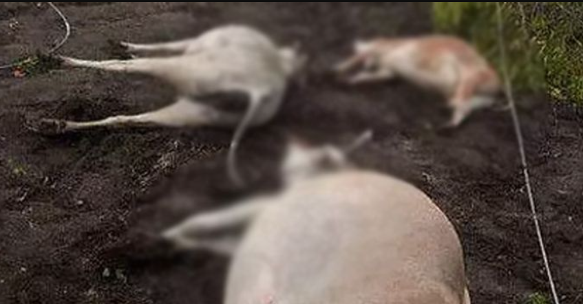 மின் கசிவு காரணமாக கொட்டகையில் தீ ... 6 மாடுகள் கருகி உயிரிழப்பு!