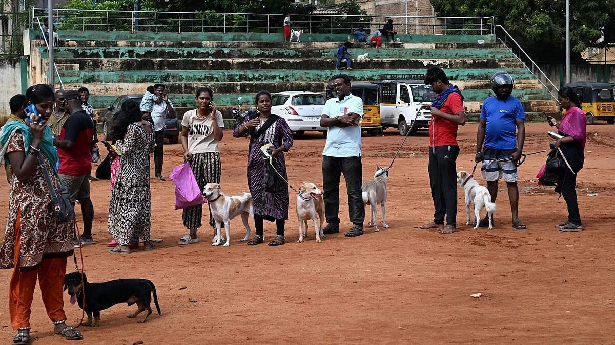 இன்றும் நாளையும் செல்லப் பிராணிகளுக்கு உரிமம் வழங்கும் சிறப்பு முகாம் !