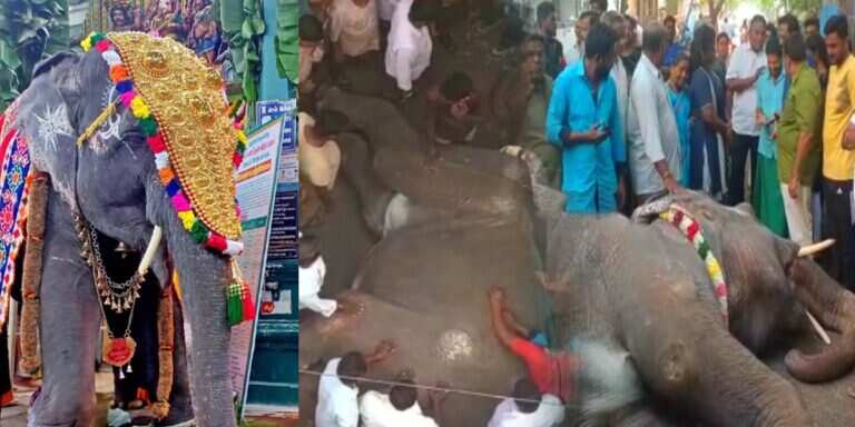 மணக்குள விநாயகர் கோவில் யானை மரணம்! புது வருஷத்துக்கு ஆசி வழங்க லட்சுமி கிடையாது! பக்தர்கள் அதிர்ச்சி