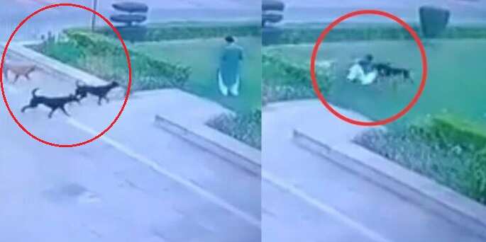 இதைப் பார்க்காதீங்க... வாக்கிங் சென்றவரைக் கடித்தே கொன்ற தெருநாய்கள்.. பகீர் வீடியோ!