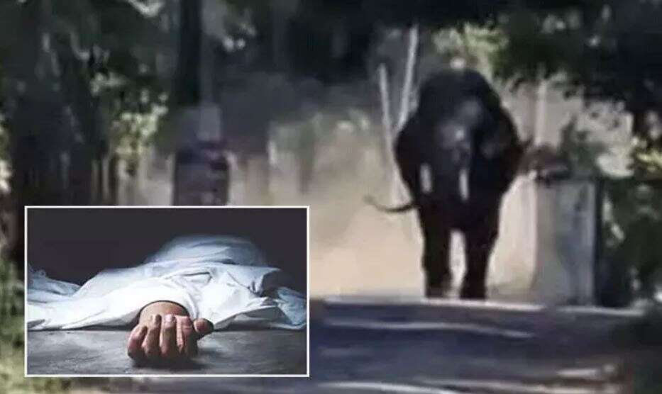 காட்டு யானை தாக்கி தொழிலாளி உயிரிழப்பு - அச்சத்தில் கோவை விவசாயிகள்!