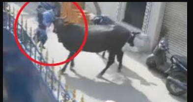 மாடு முட்டி ரத்த வெள்ளத்தில் சரிந்த 11 வயது சிறுமி... ஜாம்பஜார் மார்க்கெட்ட்டில் மீண்டும் நேர்ந்த துயரம்!