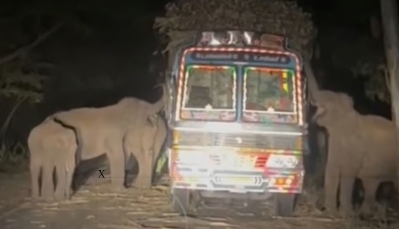 பழுதாகி நின்ற லாரியில் கரும்புகளை ருசித்து மகிழ்ந்த காட்டு யானைகள்!