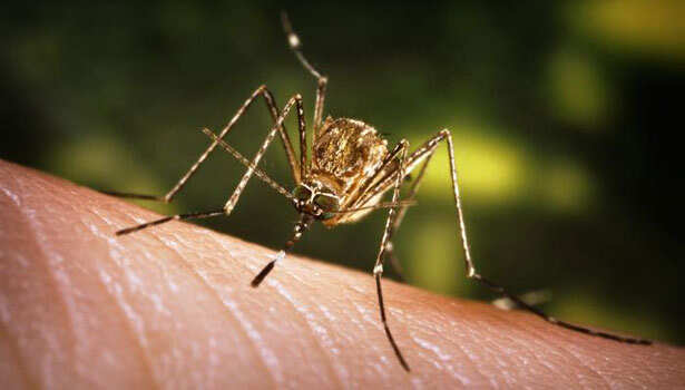 உலகிலேயே மிக ஆபத்தான உயிரினம் கொசு தான்... உலக சுகாதார அமைப்பு எச்சரிக்கை!