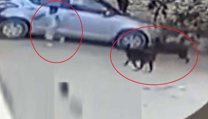 தெருநாய்கள் கடித்து சிறுவன் படுகாயம்..!! தொடரும் சோகம்!!