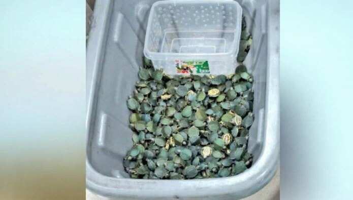 அதிர்ச்சி... திருச்சி விமான நிலையத்தில் 5,000 அரியவகை ஆமைக் குஞ்சுகள் பறிமுதல்!