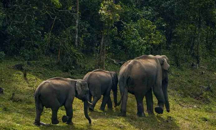 யானைகள் தாக்கி ஒரே குடும்பத்தைச் சேர்ந்த 3 பேர் உயிரிழப்பு!