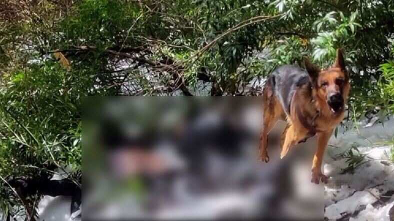 48 மணி நேரமாக உரிமையாளரை காப்பாற்ற போராடிய நாய்.. இமாச்சல பிரதேசத்தில் ஒரு பாசப்போராட்டம்..!