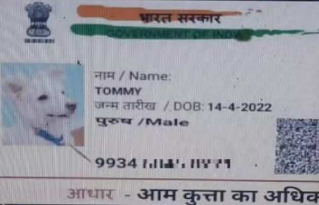 அட போங்கப்பா.. நாய் பெயரில் ஆதார் அட்டை! உங்க ஆதாரை இணைச்சுட்டீங்களா?