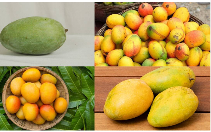 மாம்பழப் பிரியர்களுக்கு 'ஷாக்'... இந்த ஆண்டு சீசன் தாமதம்!