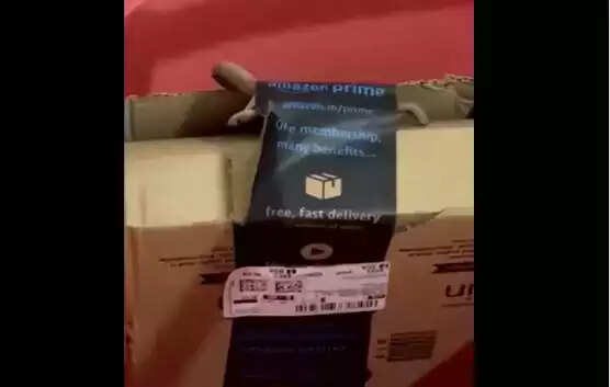 பார்சலுக்குள் பாம்பு... அதிர்ச்சி வீடியோ!