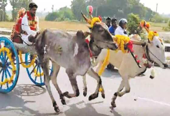 செம.. பாரம்பரியத்தை காக்க.. மணமகளை ரேக்ளா வண்டியில் அழைத்து வந்த மணமகன்!