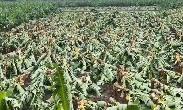 விவசாயிகளுக்குப் பேரிழப்பு... சூறைக்காற்றால் 1.50 லட்சம் வாழை மரங்கள் அடியோடு சாய்ந்தன!