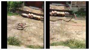 செருப்பை கவ்வி ஓடும் பாம்பு!! வைரலாகும் வீடியோ!!