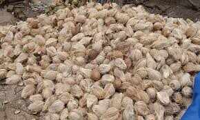 இல்லத்தரசிகளுக்கு அடுத்த அதிர்ச்சி... சிதற வைக்கும் தேங்காய் விலை!