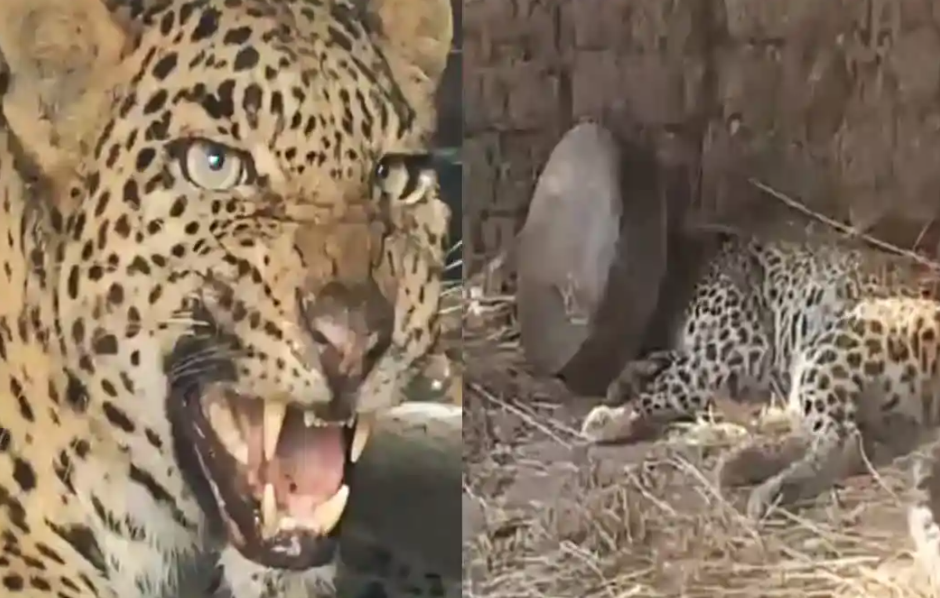 பாத்திரத்தில் தலை சிக்கிய சிறுத்தை ... வைரல் வீடியோ!