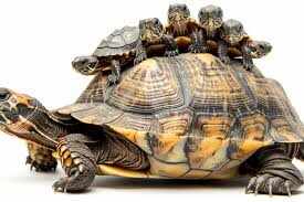 பாட்டியின் திதிக்கு படையலிட ஆமை வேட்டையாடிய 4 இளைஞர்கள்!