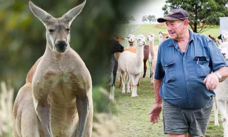 வளர்த்தவரையே அடித்து கொன்ற கங்காரு!! குலை நடுங்க வைக்கும் பகீர் சம்பவம்!!