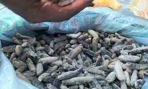 ரூ50 கோடி மதிப்புள்ள கடல் அட்டை, சுறாத் துடுப்புக்கள் கடத்தல்!! தட்டி தூக்கிய காவல்துறை!!