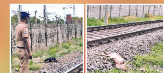 ஈரோட்டில் பரபரப்பு... பயணிகள் ரயில் மோதி 9 ஆடுகள் பலி!
