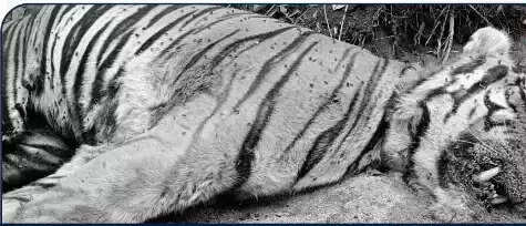 திருப்பூர்: வாயில் காயங்களுடன் ஆண் புலி சடலம் மீட்பு!