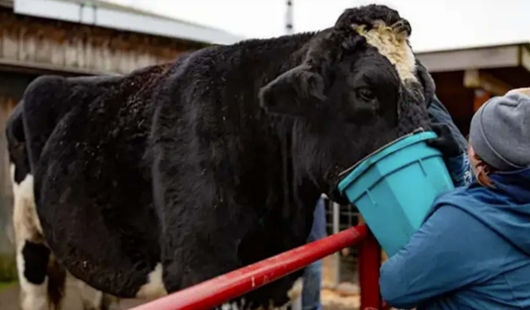 அட... காளைமாடு கின்னஸ் சாதனை... குவியும் பாராட்டுக்கள்!