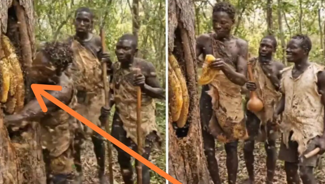 கவசமே இல்லாமல் தேன் எடுக்கும் பழங்குடியினர்... விநோத வீடியோ!