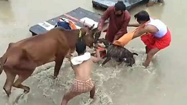 பரிதாபம்! நாயின் கொடூர தாக்குதல்! பசுவுக்கு நேர்ந்த கதி!
