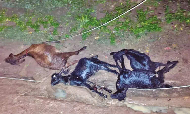 ஆடு ஆடுகள்