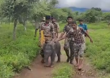 நெகிழ்ச்சி!! குட்டி யானையை, தாய் யானையுடன் சேர்க போராடும் வனத்துறையினர்!!