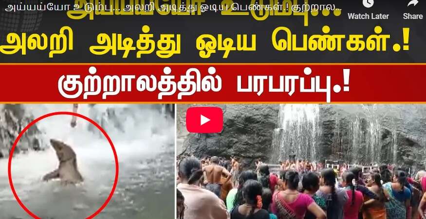 அலறியடித்து ஓடிய பெண்கள்... குற்றாலத்தில் அருவியில் அடித்து வந்த உடும்பு!