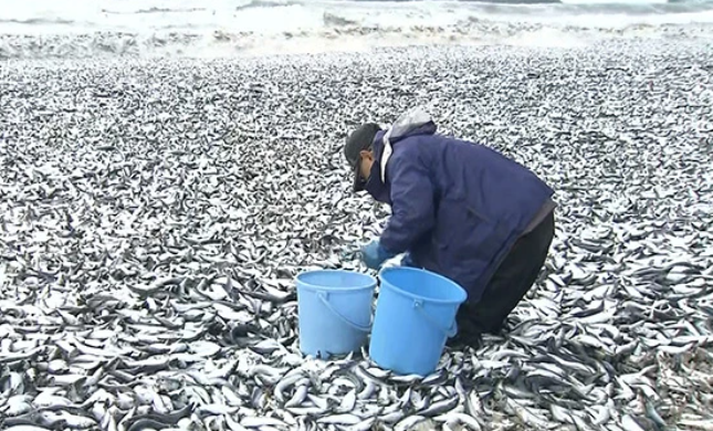 பேரதிர்ச்சி... கடலில் லட்சக்கணக்கில் செத்து கரை ஒதுங்கிய மீன்கள்...!!