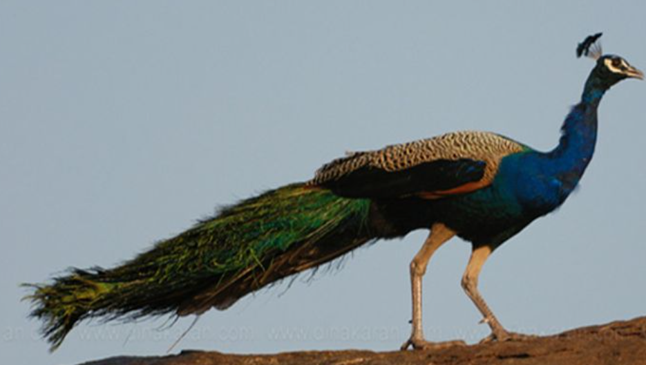 வளநாட்டில் மயில்கள் வேட்டை... 5 பேர் அதிரடி கைது!