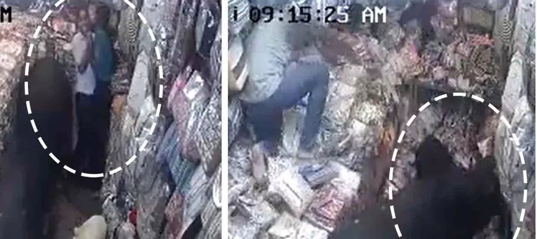 அதிர்ச்சி வீடியோ... காளை மாடுகள் ஜவுளிக்கடைக்குள் நுழைந்து அட்ராசிட்டி!