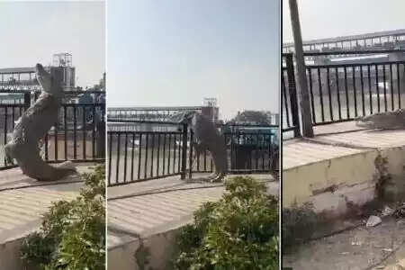 இதப்பார்றா ... 10 அடி நீள முதலை காம்பௌண்ட் கேட் மீது ஏறி குதிக்கும் வீடியோ!