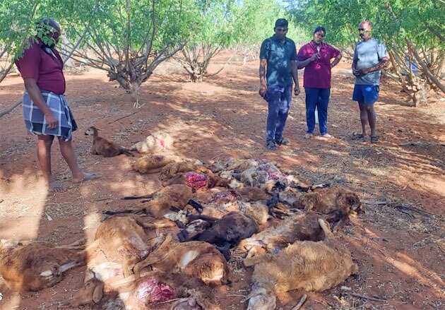 அதிர்ச்சி... நாய்கள் கடித்து குதறியதில் 25 ஆடுகள் பலி!