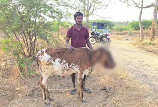 காய்கறிக் கழிவுகளில் நாட்டு வெடிகுண்டு.. சாப்பிட முயன்ற கன்றுக்குட்டிக்கு நேர்ந்த சோகம்!