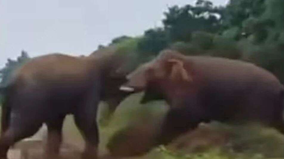 ஆற்றங்கரையில் நேருக்கு நேர் மோதிக்கொண்ட 2 ஆண் யானைகள்!