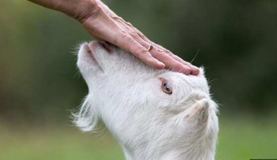 பக்ரீத் குர்பாணி திறந்தவெளிகளில் பலியிடாதீங்க... ஜாமா மசூதி ஷாஹி இமாம் வேண்டுகோள்