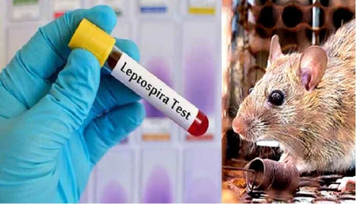 எலிக்காய்ச்சல்