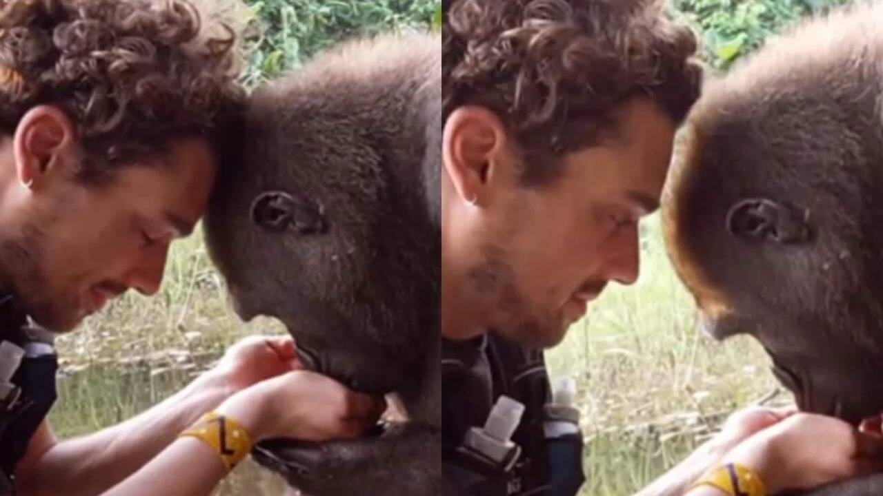 நெகிழ்ச்சி வீடியோ... கைகளால் தண்ணீரை கொடுக்கும் நபர்... அழகாக குடித்த கொரில்லா!