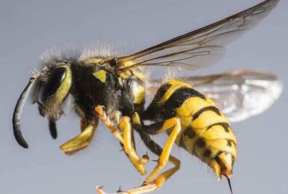 சுற்றுலா சென்ற இடத்தில் விபரீதம்.. களைந்த குளவி கூடு.. பரிதாபமாக பலியான இருவர்!